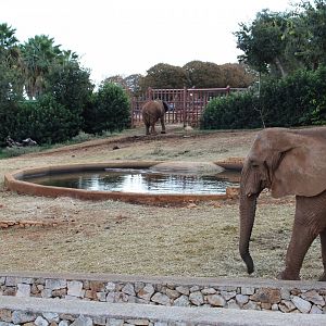 African Elephant Enclosure - Oct 2019