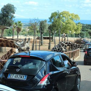 Giraffe Enclosure (& feeding!) - Oct 2019