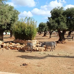 Main Reserve - Oct 2019