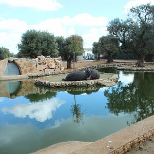 Common Hippo Enclosure (in Main Reserve) - Oct 2019