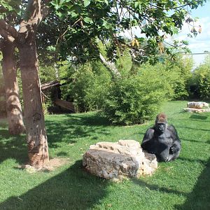 Western Lowland Gorilla Enclosure - Oct 2019