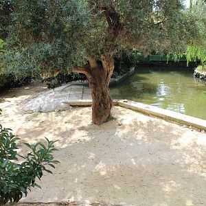 Common Hippo Enclosure (in walk through zoo) - Oct 2019