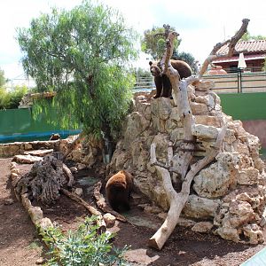 European Brown Bear Enclosure - Oct 2019