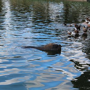 Male Patagonian Sealion in Main Lake - Oct 2019
