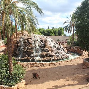 Hamadryas Baboon Enclosure  -Oct 2019