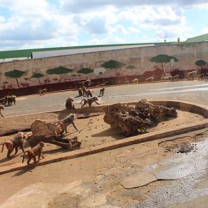 Hamadryas Baboon Enclosure  -Oct 2019