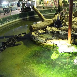 American Alligator Enclosure (Reptile House) - Oct 2019