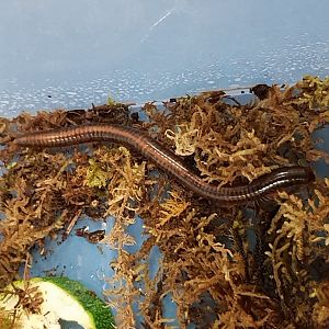 Prionopetalum stuhlmanni