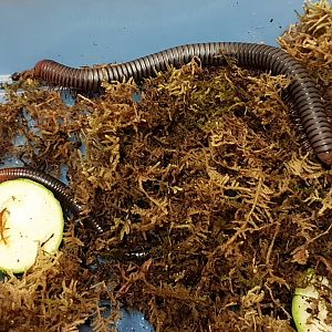 Spirostreptus servatius