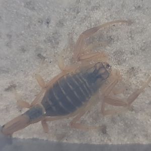 Palastine yellow scorpion - Leiuras quinquestratus