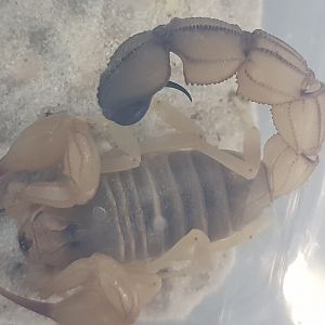 Androctanis australis