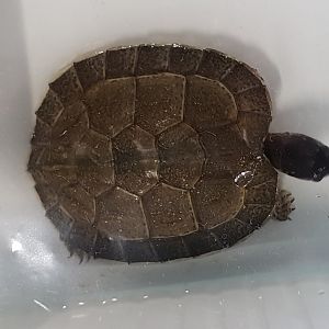 Rhinoclemmys areolata