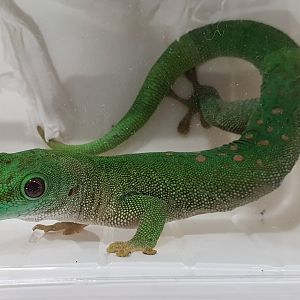 Phelsuma kochi