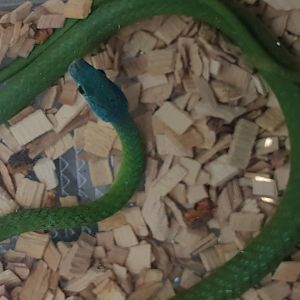 Philothamnus species