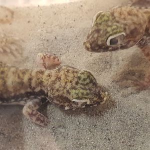 Stenodactylus petrii