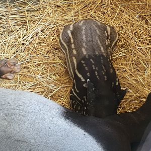 Drinking Malayan tapir calf