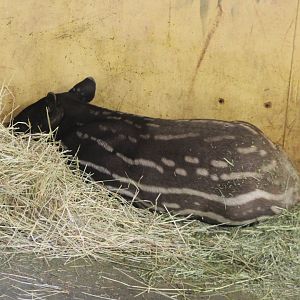 Malayan tapir calf
