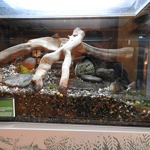 Pacific Tree Frog exhibit