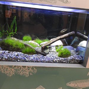 Red-band Trout grow tank