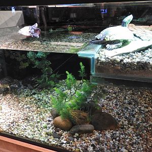 Indoor Western Pond Turtle exhibit