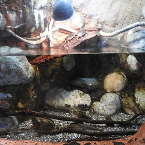 Painted Turtle/Bluegill/young trout exhibit