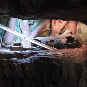 California Mountain Kingsnake exhibit