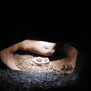 Rose-hair Tarantula exhibit