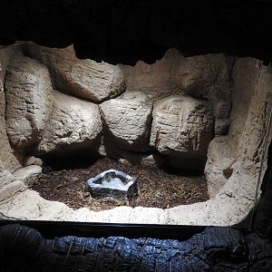 Emperor Scorpion exhibit