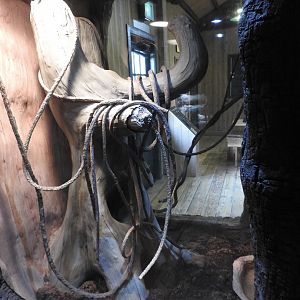 Carpet Python/Three-toed Box Turtle exhibit