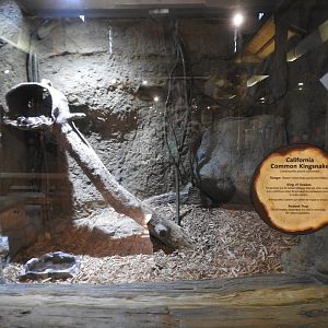 California Kingsnake exhibit #1