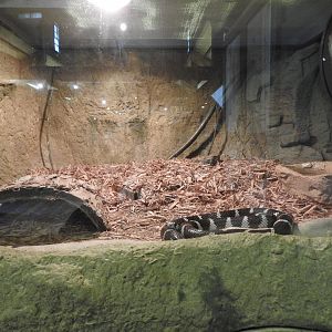 California Kingsnake exhibit #2