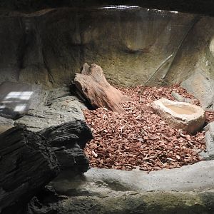 Gopher Snake exhibit