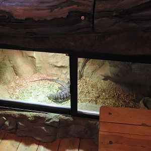 Argentine Black & White Tegu exhibit