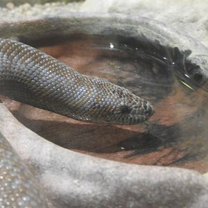 Rosy Boa getting a drink