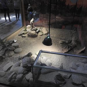 Desert Tortoise/Chuckwalla exhibit