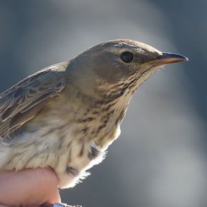 black throated thrush ringd at khovd ringing station