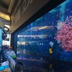 Whale Shark Main Window