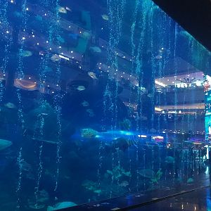 Whale Shark Main Window