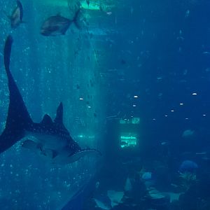 Whale Shark Tank Side View