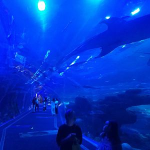 Whale Shark Tank Viewing Tunnel
