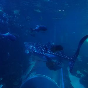 Whale Shark Tank Side View