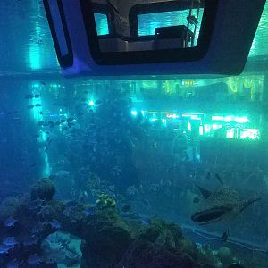 Whale Shark Tank Rear View