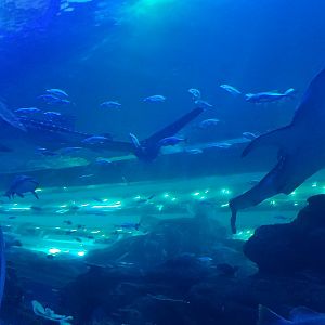 Whale Shark Tank Viewing Tunnel
