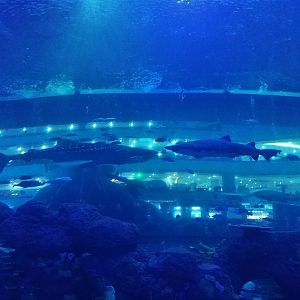 Whale Shark and Bull Shark