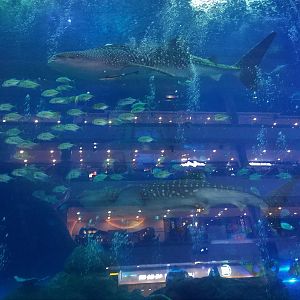 Whale Shark Main Window