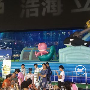Whale Shark Main Window with Inflatable
