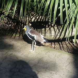 White-crowned lapwing