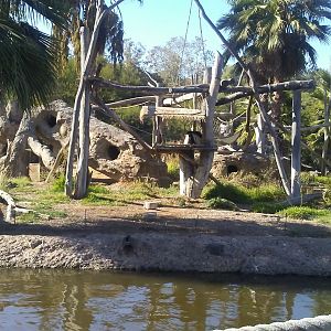 Colobus island