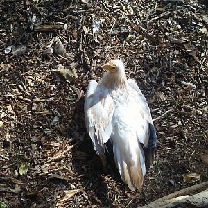 Egyptian vulture