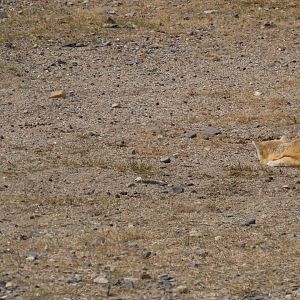 corsac fox hunitng brants vole part 1